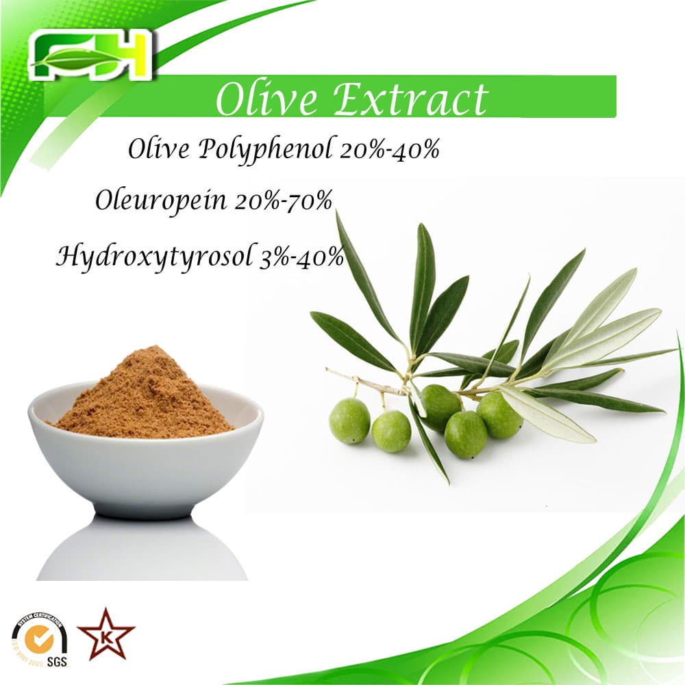 Polyphenol_ Oleuropein_ Hydroxytyrosol_ Olive leaf Extract